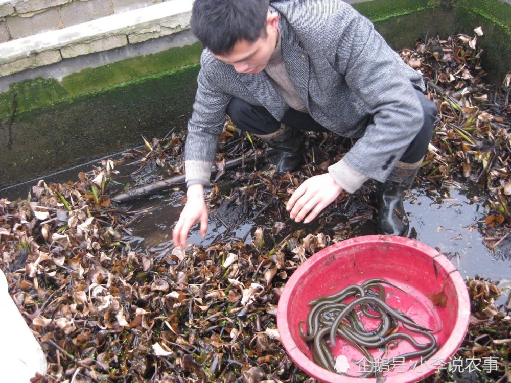 黃鱔養(yǎng)殖最新技術(shù)，提升產(chǎn)量與品質(zhì)的秘訣