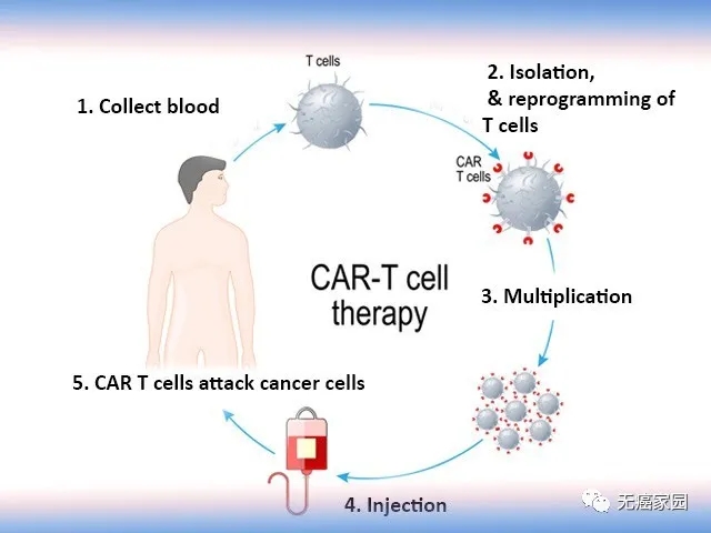 最新CART免疫治療臨床招募，突破癌癥治療的新希望